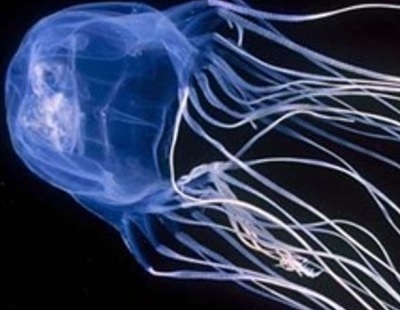 Чем лечить ожог медузы в тайланде