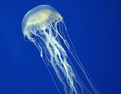 Чем лечить ожог медузы в тайланде