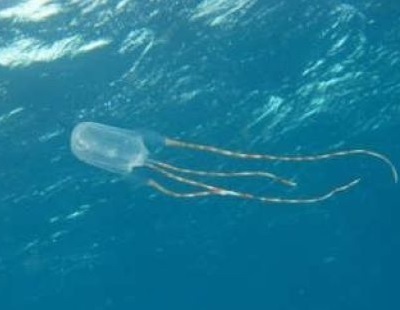 Ожог медузой в тайланде