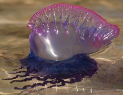 Ожог медузы в тайланде фото